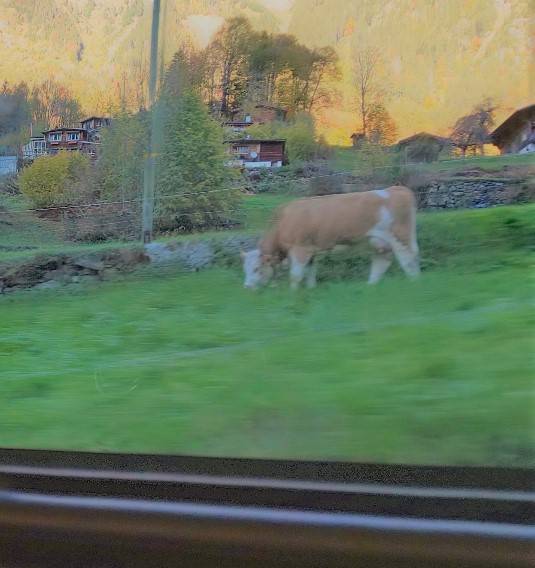 走る列車のすぐ横に牛が！